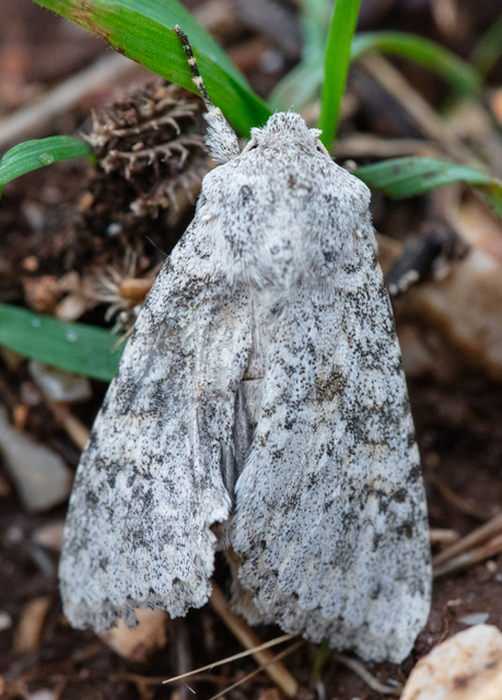 Aporophyla canescens