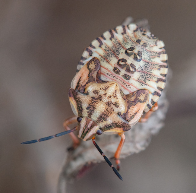 Carpocoris