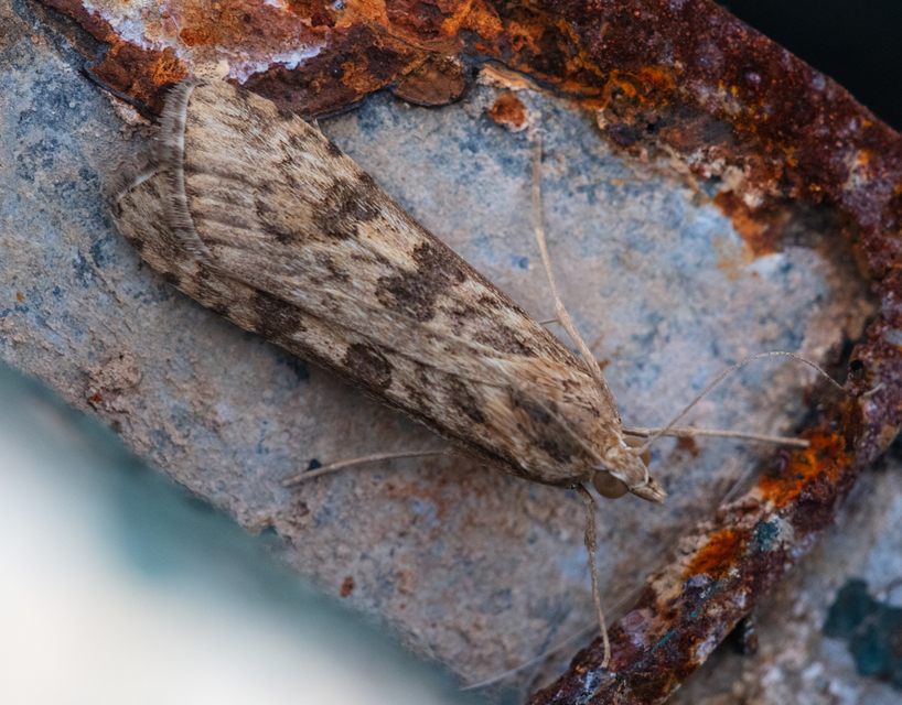 Nomophila noctuella - közönséges vándormoly