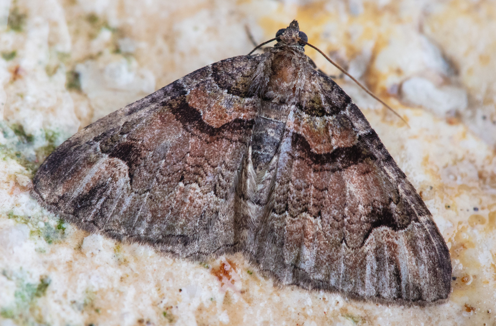 Catarhoe hortulanaria