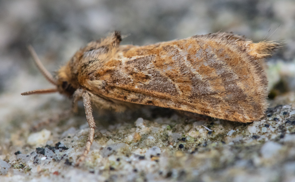 Triodia adriatica