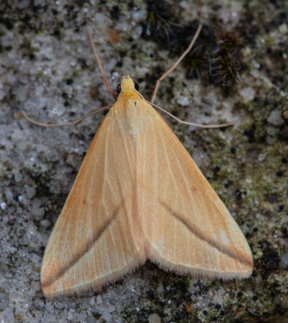 Rhodometra sacraria - rózsacsíkos araszoló