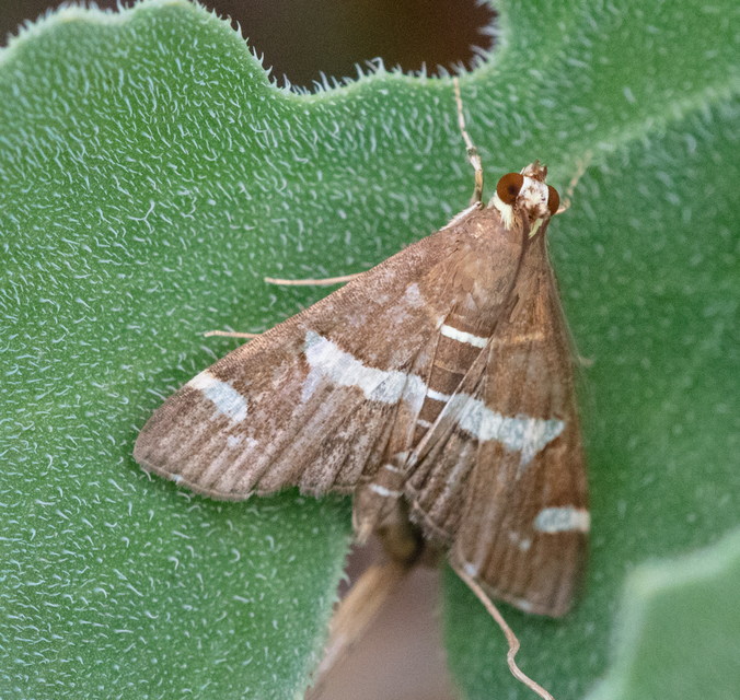 Spoladea recurvalis - trópusi tűzmoly