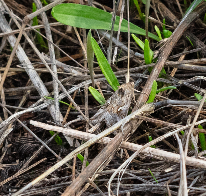 Autographa gamma - gammalepke