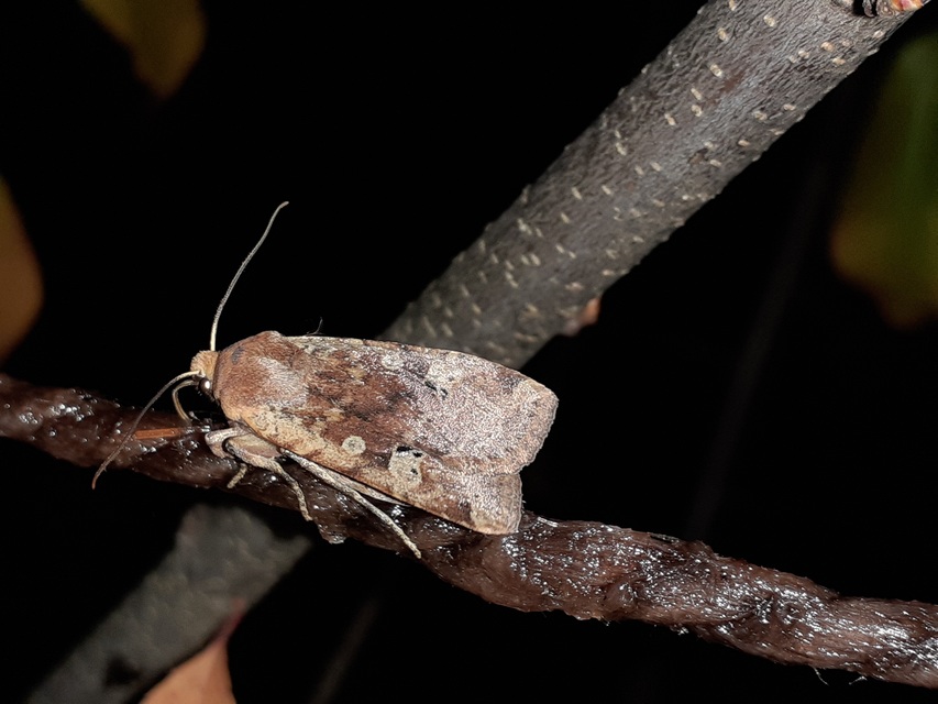 Conistra erythrocephala - vörösfejű őszibagoly