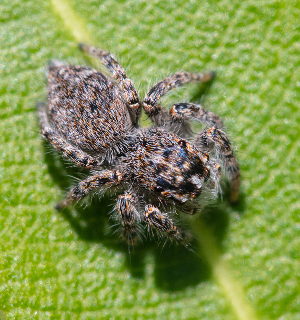 Philaeus chrysops - piros ugrópók