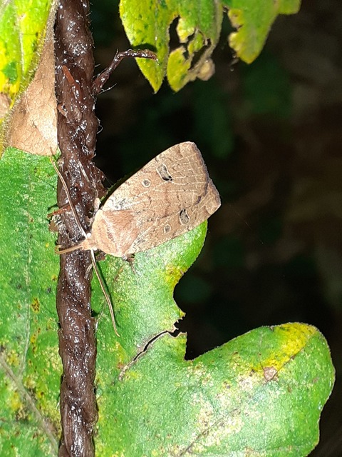 Conistra erythrocephala - vörösfejű őszibagoly