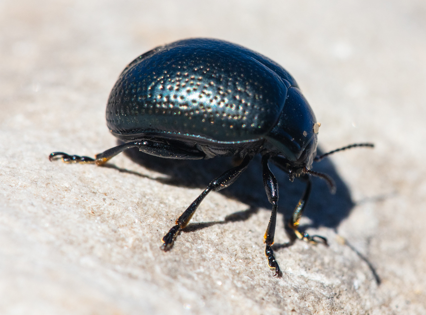 Chrysolina vernalis