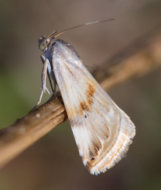 Eublemma ostrina - hosszúszárnyú törpebagoly