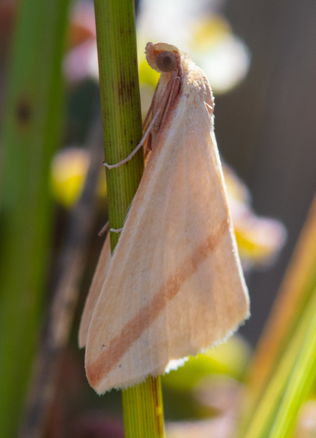 Rhodometra sacraria - rózsacsíkos araszoló