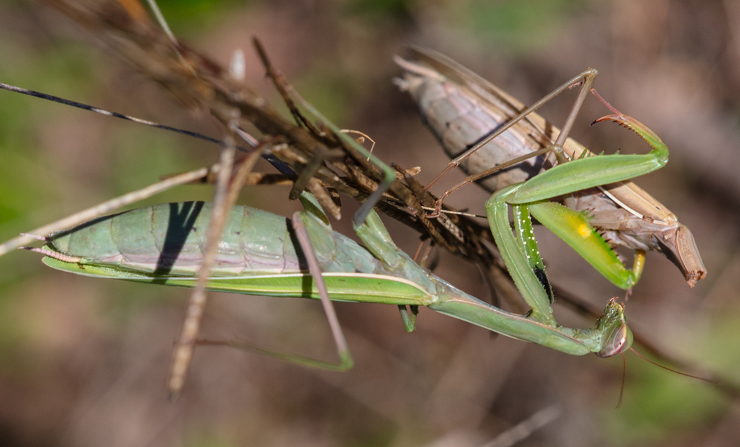 Mantis religiosa - imádkozósáska