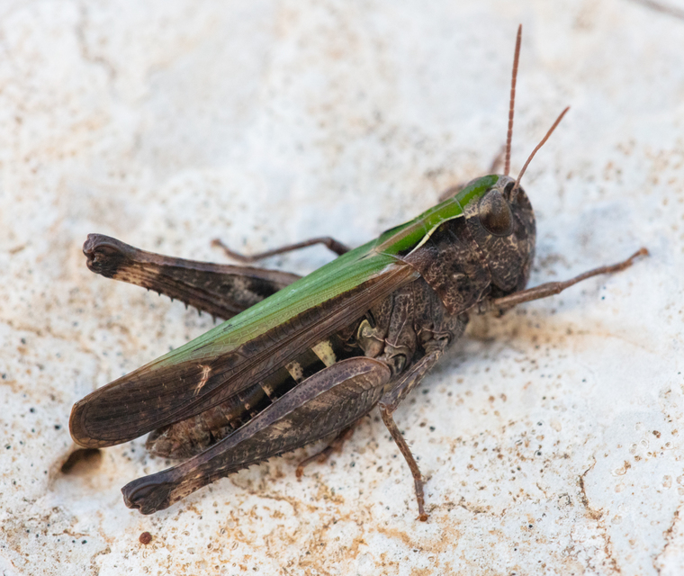 Omocestus rufipes - vöröshasú tarlósáska