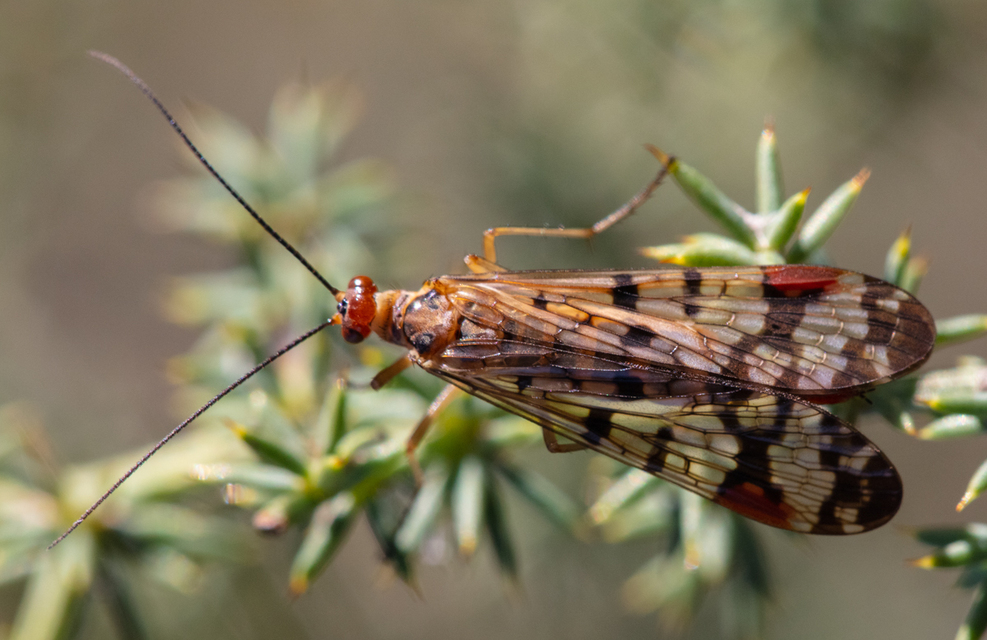 Panorpa rufostigma