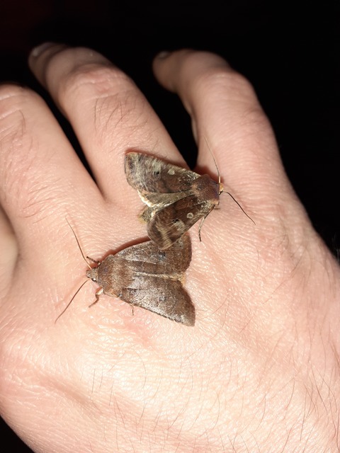 Conistra erythrocephala - vörösfejű őszibagoly