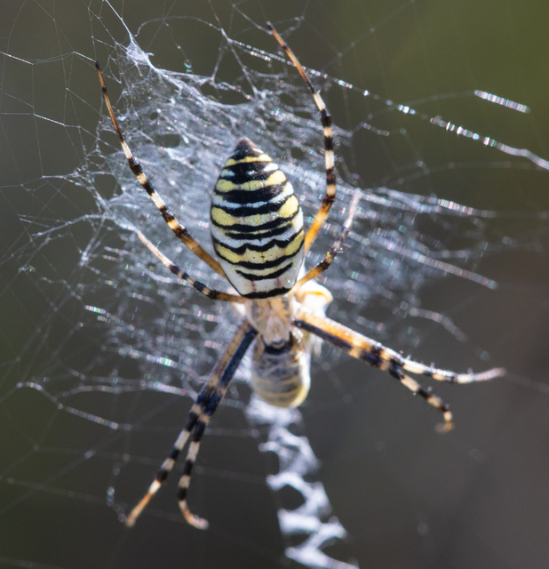 Argiope bruennichi - darázspók