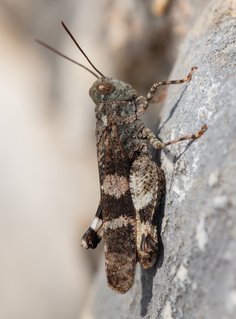 Oedipoda
