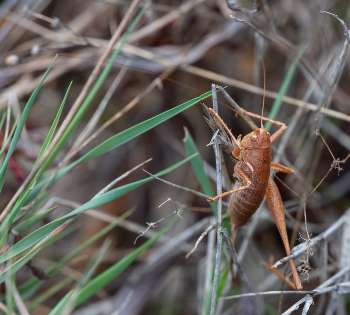 Rhacocleis germanica - német szöcske