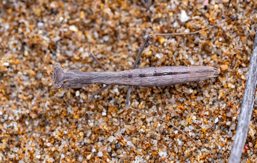 Geomantis larvoides