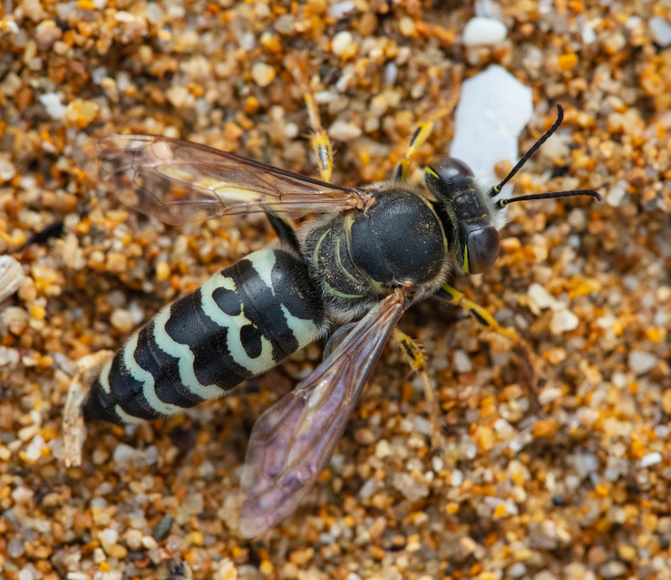 Hymenoptera - Hártyásszárnyúak
