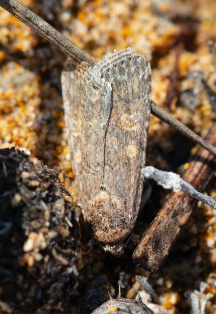 Spodoptera exigua - apró jegyesbagoly