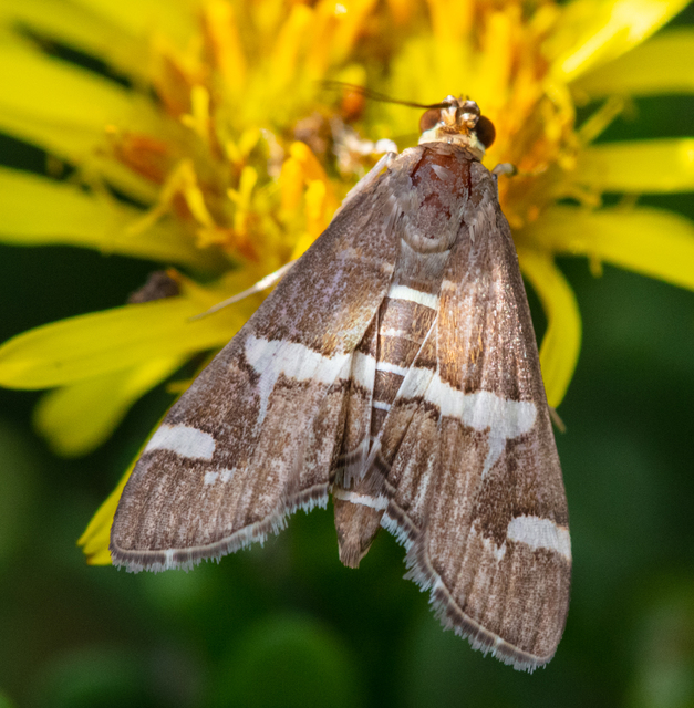 Spoladea recurvalis - trópusi tűzmoly