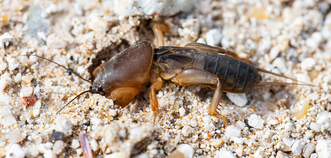 Gryllotalpa