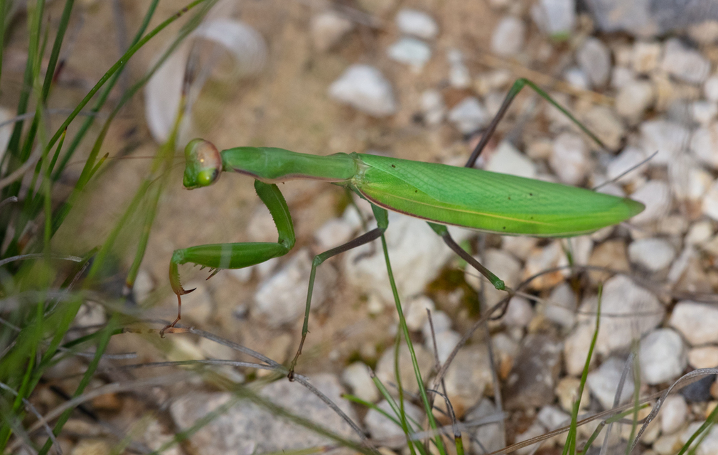 Mantis religiosa - imádkozósáska