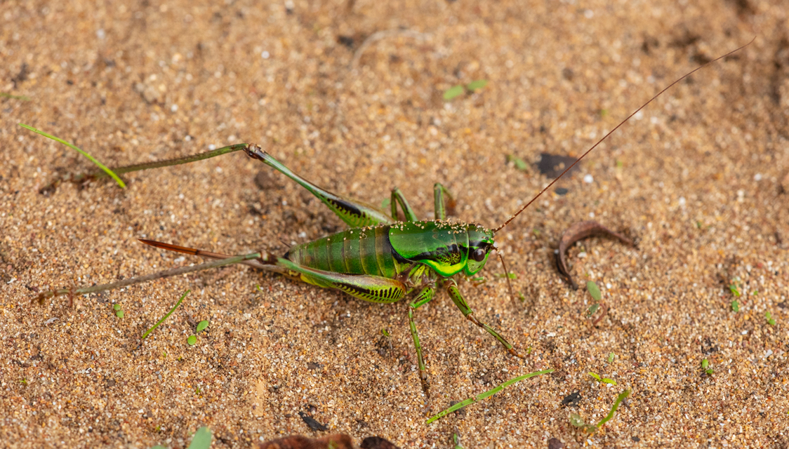 Eupholidoptera