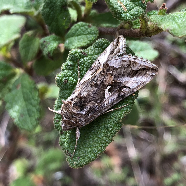 Autographa gamma - gammalepke
