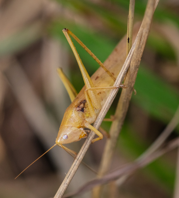 Ruspolia nitidula - nagy kúpfejűszöcske