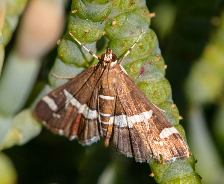 Spoladea recurvalis - trópusi tűzmoly