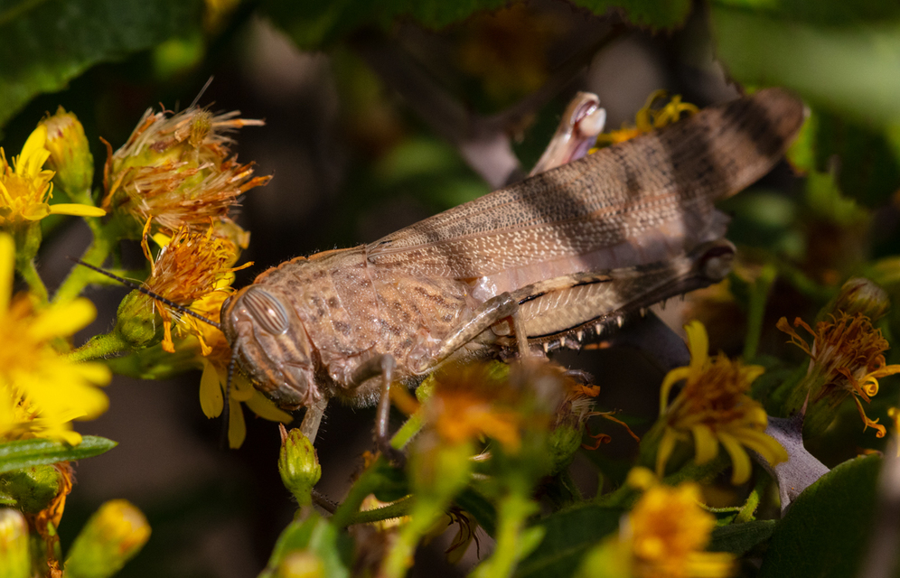 Anacridium aegyptium - egyiptomi sáska