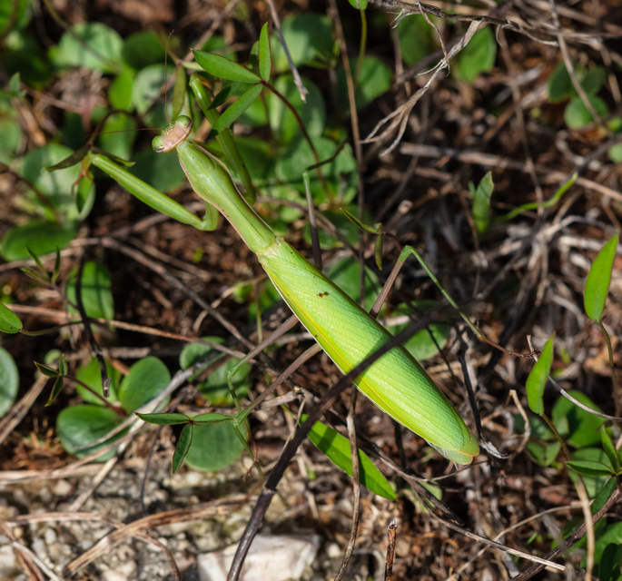 Mantis religiosa - imádkozósáska