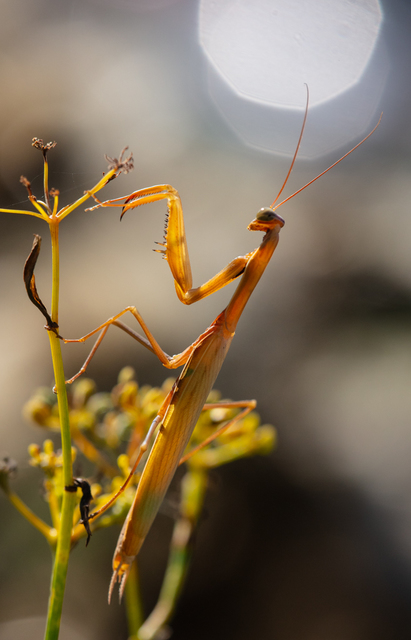 Mantis religiosa - imádkozósáska