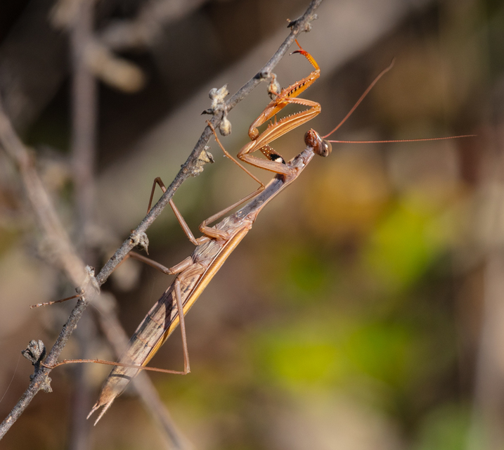 Mantis religiosa - imádkozósáska