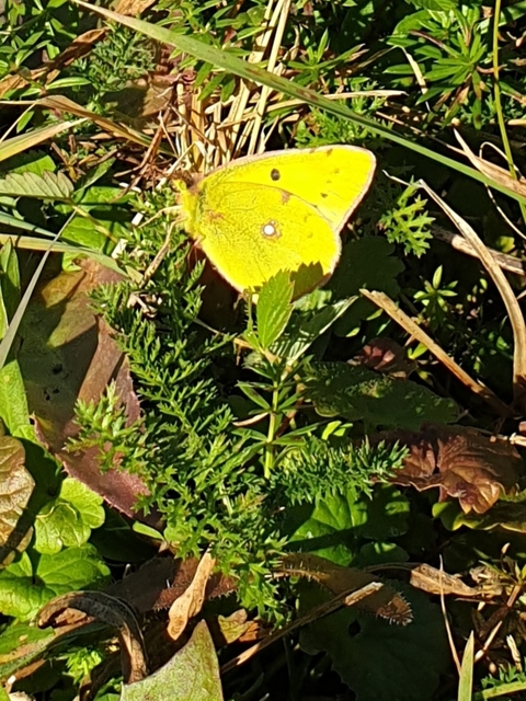 Colias erate - csángó-kéneslepke