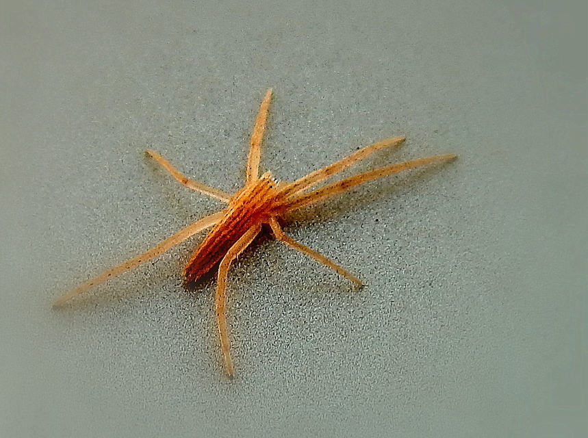 Tibellus oblongus/maritimus