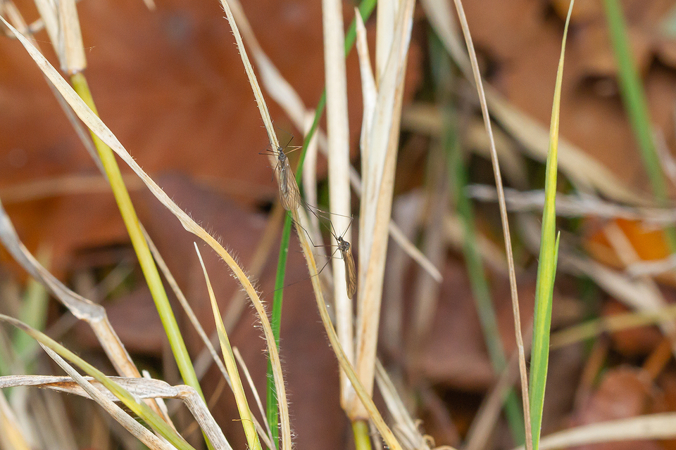 Trichocera