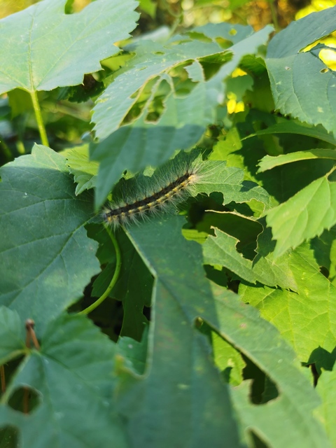 Hyphantria cunea - amerikai fehér medvelepke