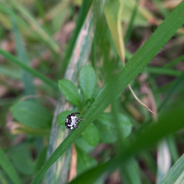 Hadroplontus trimaculatus - háromfoltos aszatormányos