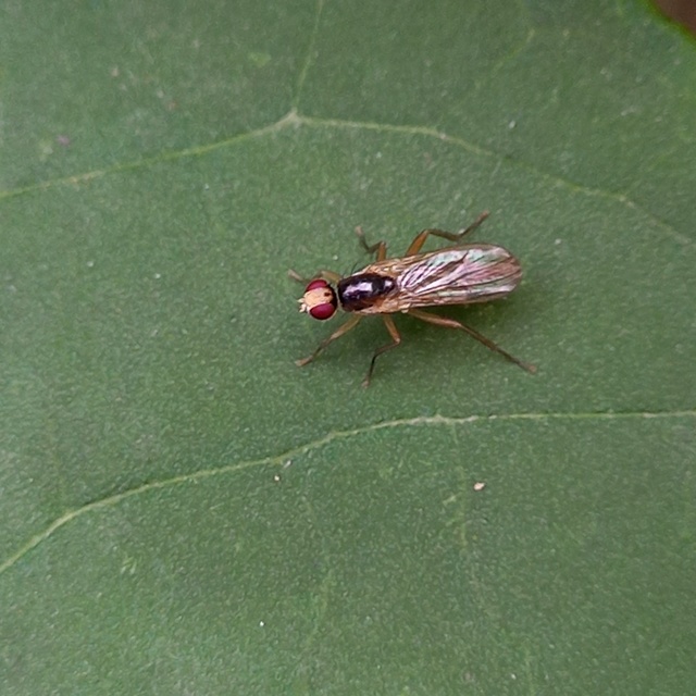Scathophagidae