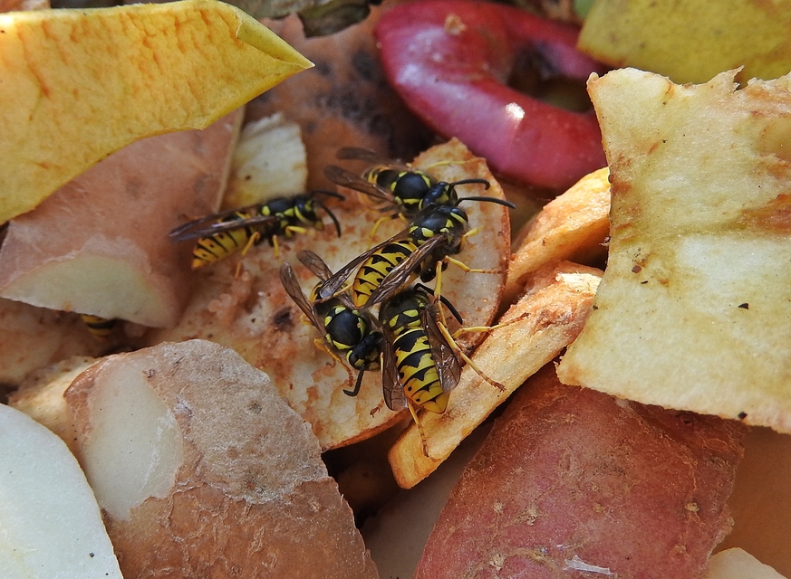 Vespula germanica - német darázs
