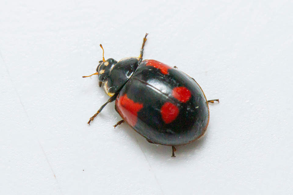 Adalia bipunctata - kétpettyes katica