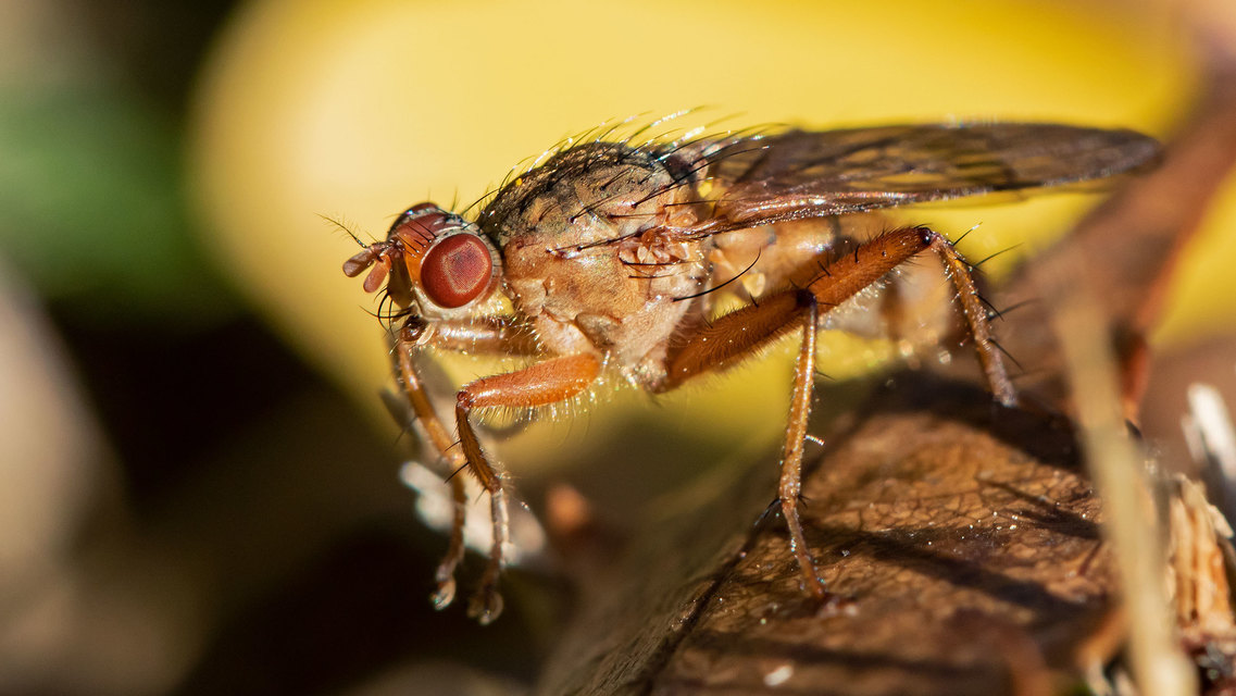Scathophagidae