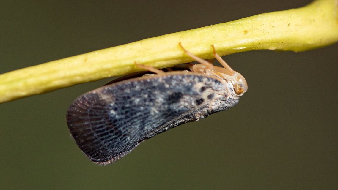 Metcalfa pruinosa - amerikai lepkekabóca