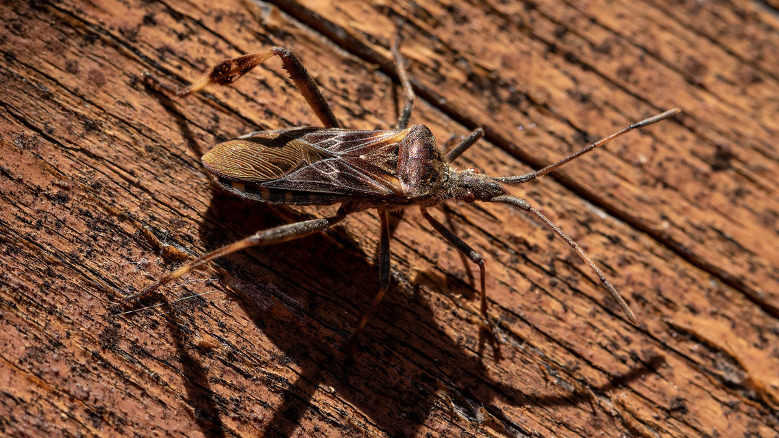 Leptoglossus occidentalis - nyugati levéllábú poloska