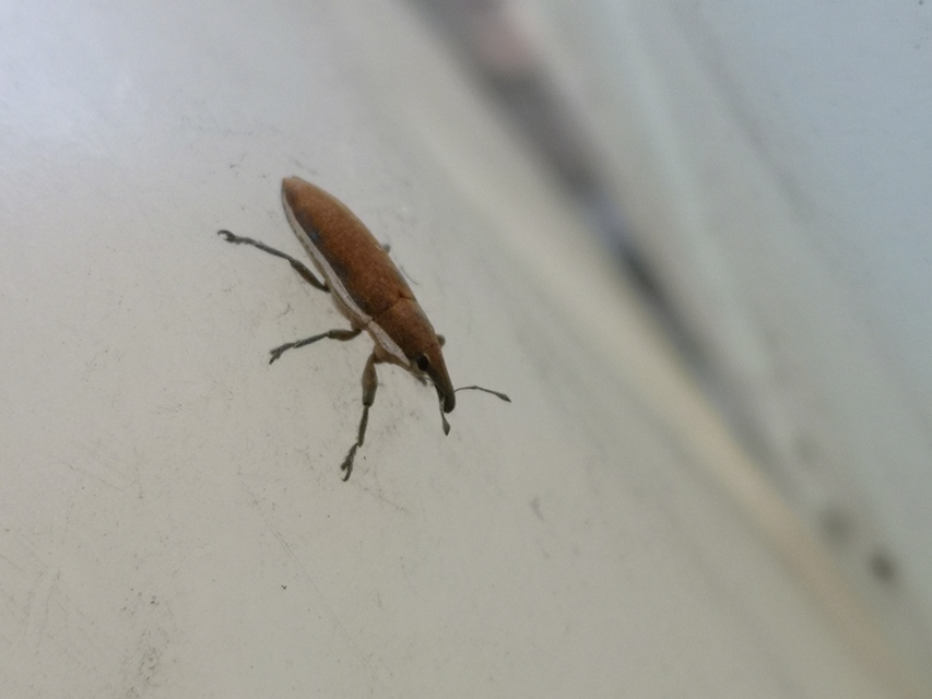Lixus ochraceus - retek-dudvabarkó