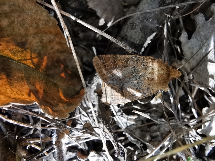 Anchoscelis nitida - rozsdabarna őszibagoly