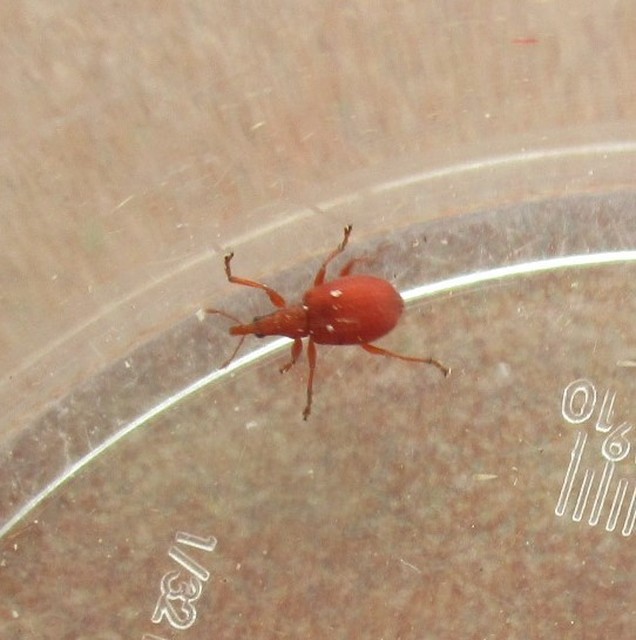 Apion frumentarium - vörös cickányormányos