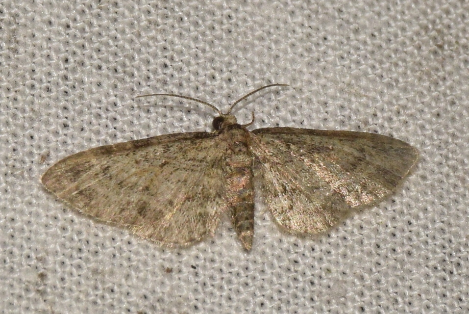 Eupithecia inturbata - juhar-törpearaszoló